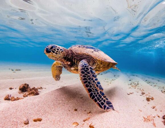 Elite VIP Snorkeling in Marsa Alam: Swim with Sea Turtles