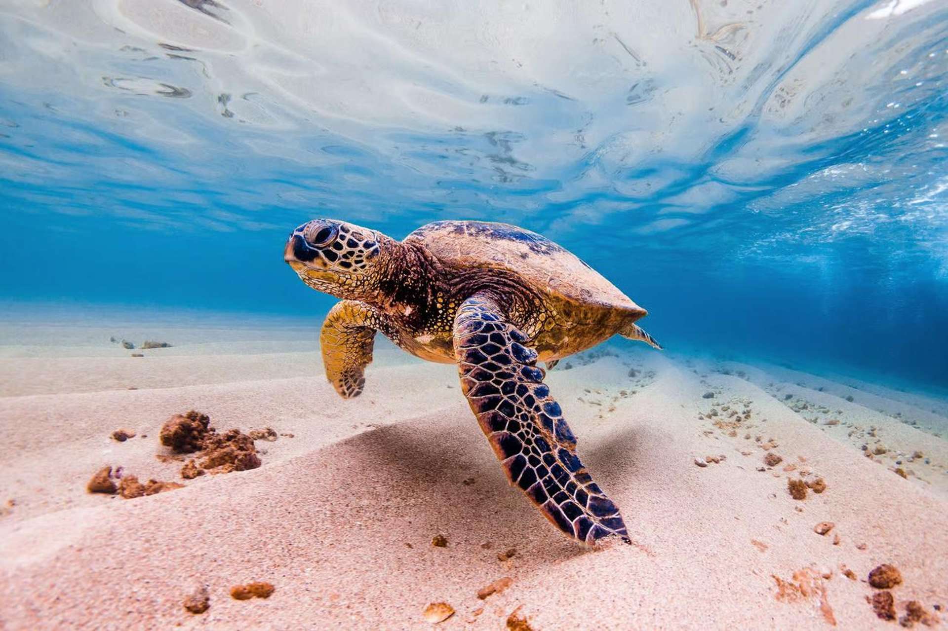 Elite VIP Snorkeling in Marsa Alam: Swim with Sea Turtles
